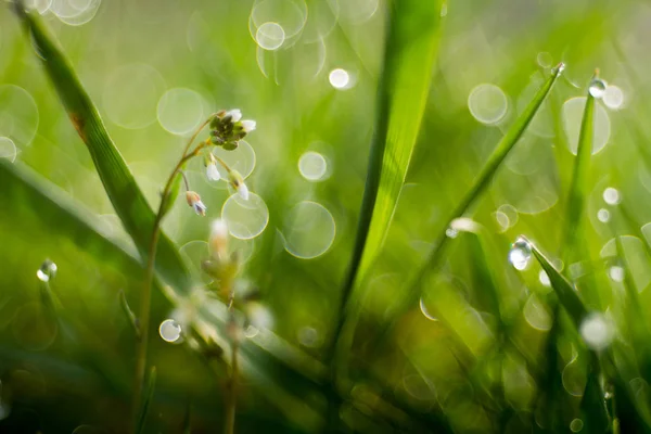 Vista Recortada Hierba Verde Con Bokeh — Foto de Stock