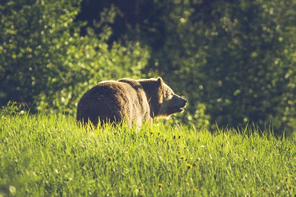 Urso Pardo Selvagem Habitat Natural — Fotografia de Stock