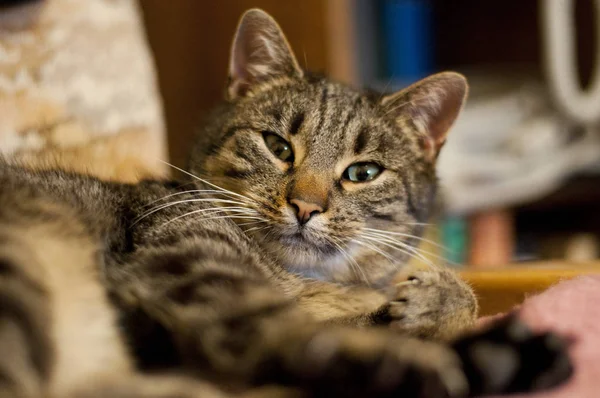 Retrato Gato Doméstico Bonito — Fotografia de Stock