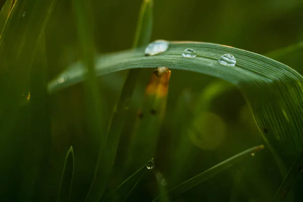 Macro shot of green grass leaves with morning dew