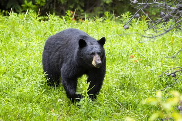 Yiyecek için ormanda yürüyüş bear.