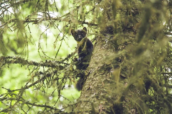 Bonito Animal Fofo Sentado Árvore Floresta — Fotografia de Stock