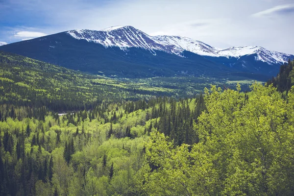 明亮的绿色森林与雪山的背景 — 图库照片