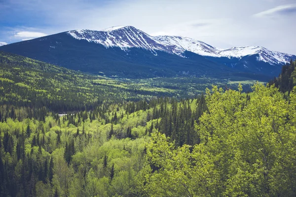 Ljusa Gröna Skogen Med Snötäckta Berg Bakgrund — Stockfoto