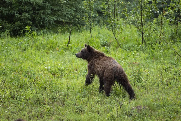 Urso Marrom Andando Floresta — Fotografia de Stock