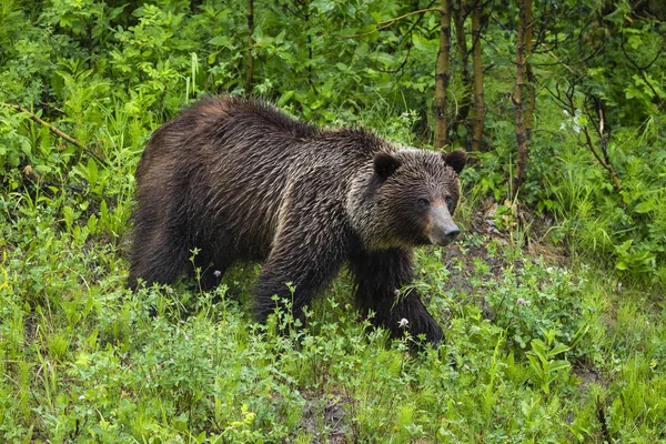 Urso Marrom Andando Floresta — Fotografia de Stock