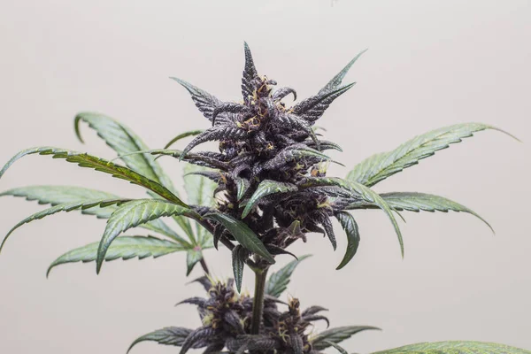Frisches Marihuana Heilpflanze — Stockfoto