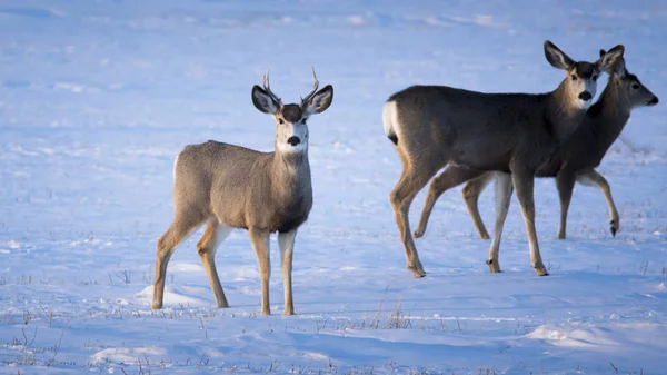 Group Young Deers Winter Forest — Stock Photo, Image