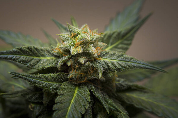 Свежая марихуана, лекарственное растение
.