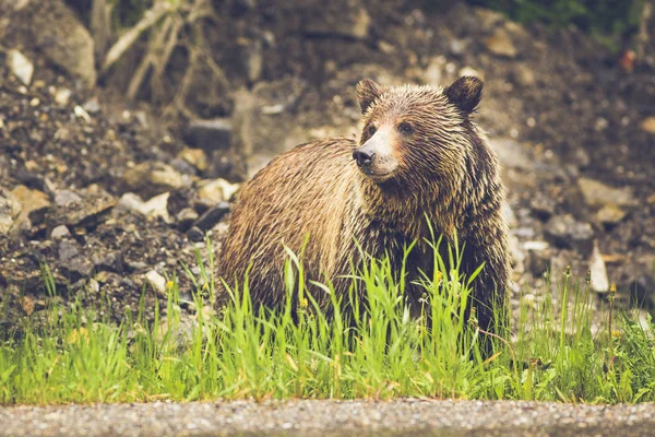 Wild Brown Bear Natural Habitat — Stock Photo, Image