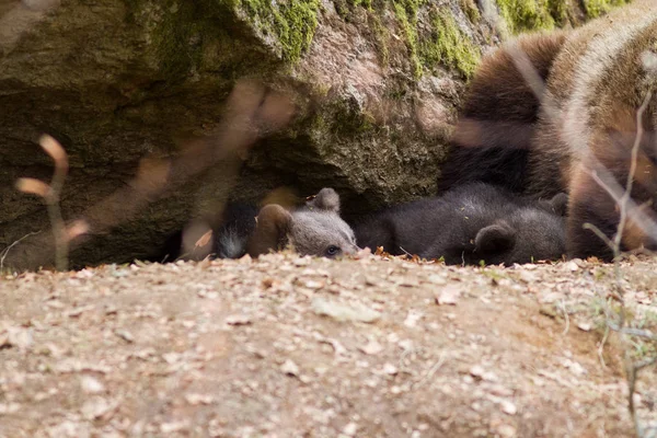 Mãe Urso Com Filhotes Floresta — Fotografia de Stock