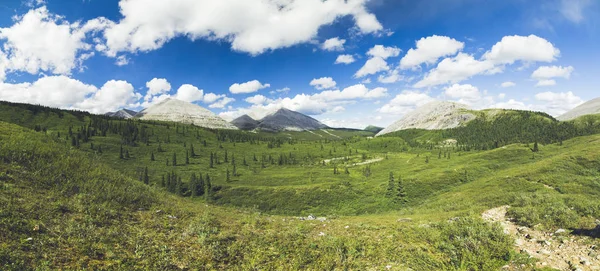 Panoramautsikt Över Gröna Fält Med Granar Träd Och Berg Bakgrunden — Stockfoto
