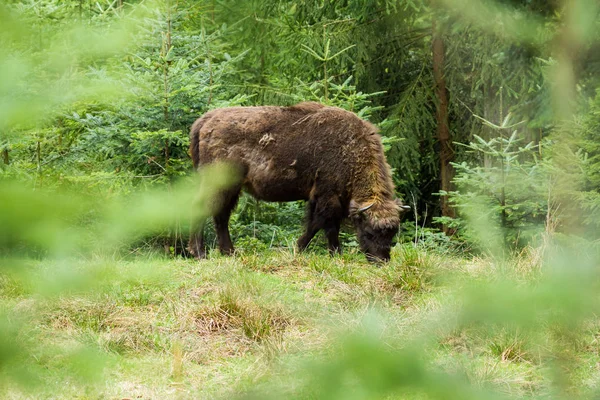 Bisonte Peludo Selvagem Pastando Madeira — Fotografia de Stock