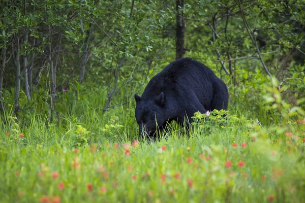 Urso Pardo Selvagem Jovem Habitat Natural — Fotografia de Stock