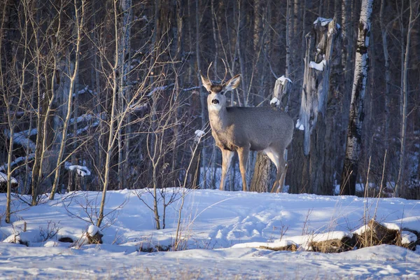 Cute young deer in winter forest