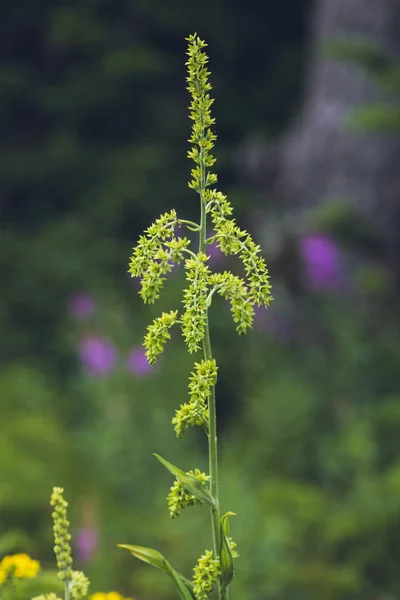 近景植物 野花在模糊的自然背景 — 图库照片