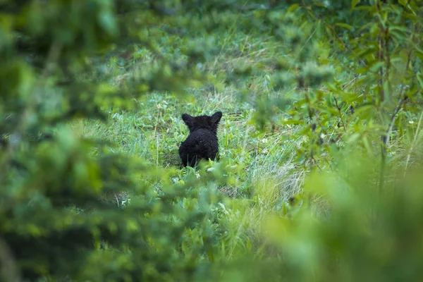 Small Bear Cub Climbing Tree Forest — Stock Photo, Image