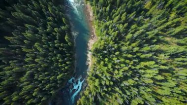 Turkuaz Nehri ile iğne yapraklı orman video