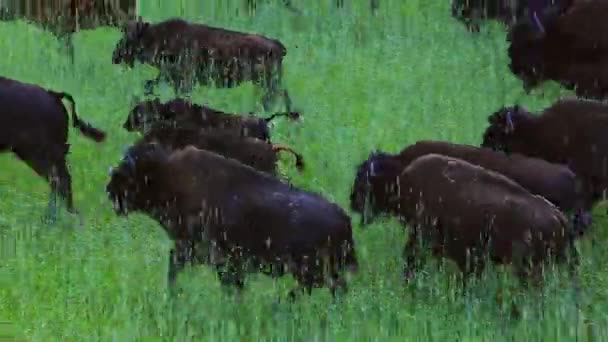 Bisões Peludos Selvagens Habitat Natural — Vídeo de Stock