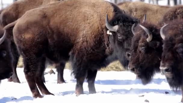 Bisontes Peludos Salvajes Pastando Madera Nevada — Vídeo de stock