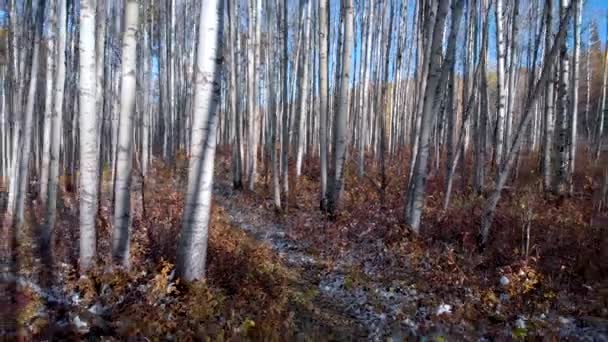 Késő Őszi Időben Lombhullató Erdő — Stock videók