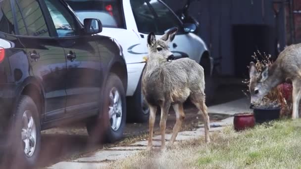 Lindos Pequeños Queridos Caminando Los Coches — Vídeos de Stock