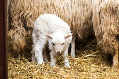 Koyunları sevimli kuzu ile