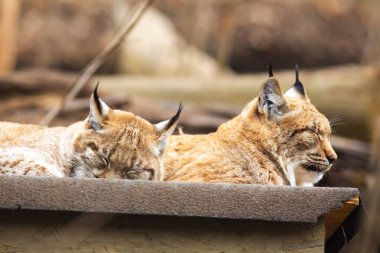 Cute bobcats sleeping together clipart