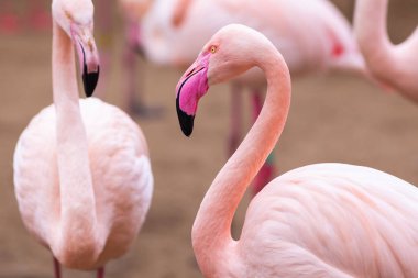 Hayvanat Bahçesi pembe flamingolar grup