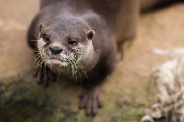Tatlı su samuru portre doğal ortamlarında