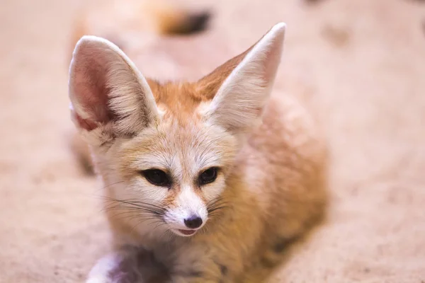 20 Idées De Cadeau De Noël Fait Main (crochet, Couture, Cuisine