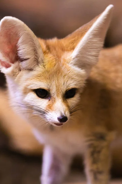 可爱的芬尼克狐狸与长耳朵 — 图库照片