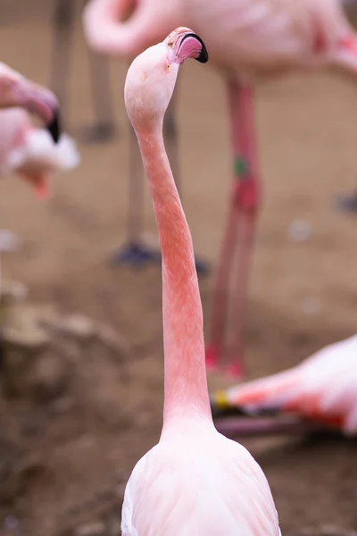 Hayvanat Bahçesi pembe flamingolar grup