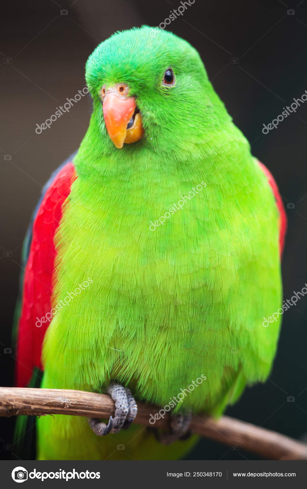 Colourful parrot deals