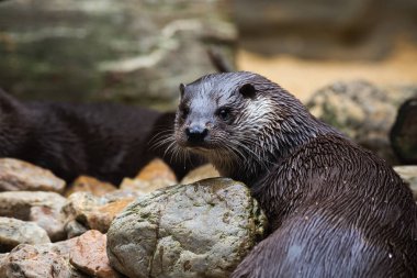 Nehir su samuru hayvanat bahçesi içinde taşlar üzerinde dinlenme