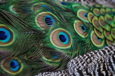 Ayrıntı görünümü peacok tüy