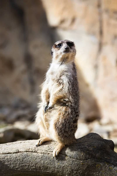 Retrato Meerkat Habitat Natural — Fotografia de Stock