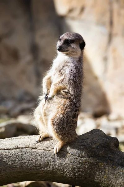 Vista Próxima Meerkat Habitat Natural — Fotografia de Stock