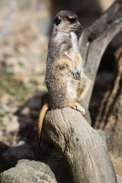 Vista Próxima Meerkat Habitat Natural — Fotografia de Stock