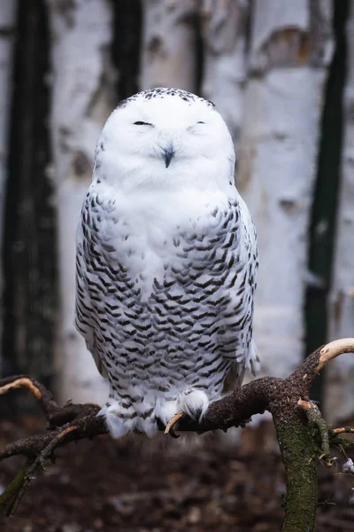 Niedliche Eule Wald — Stockfoto