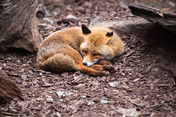 Fox Beristirahat Tanah Kebun Binatang — Stok Foto