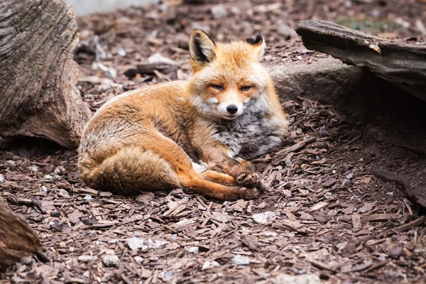 Raposa Descansando Chão Zoológico — Fotografia de Stock