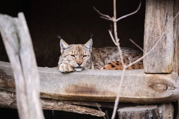 Şirin bobcat Hayvanat Bahçesi ahşap evde istirahat