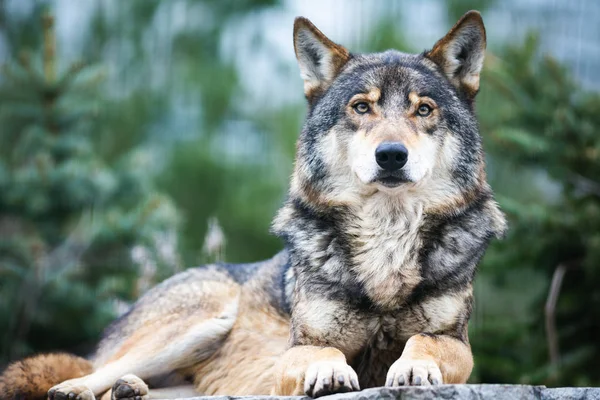 Portret Van Wolf Onscherpe Natuurlijke Achtergrond — Stockfoto