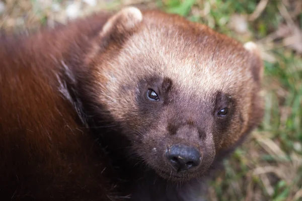 Retrato Doninha Zoológico — Fotografia de Stock