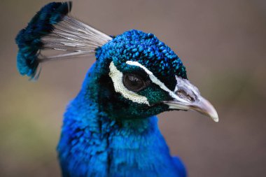 Ayrıntı görünümü tavus kuşu portresi