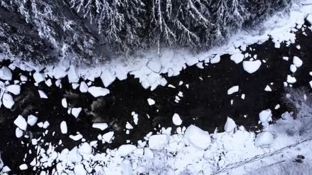 Winterwald Mit Tannen Und Gefrorenem Fluss — Stockvideo