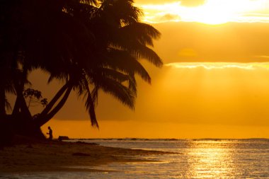 Palmiye ağaçları ile parlak turuncu gün batımı