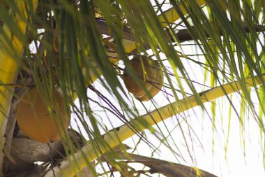 Olgunlaşan hindistan cevizi palmiyesinin yakın görünümü