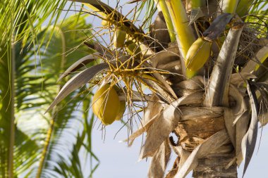 Palmiye ağacında yetişen cocomuts meyvelerinin yakın görünümü
